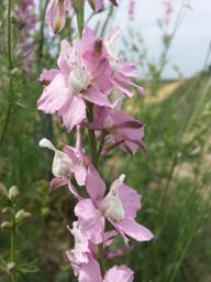 Larkspur