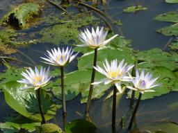 Water Lily